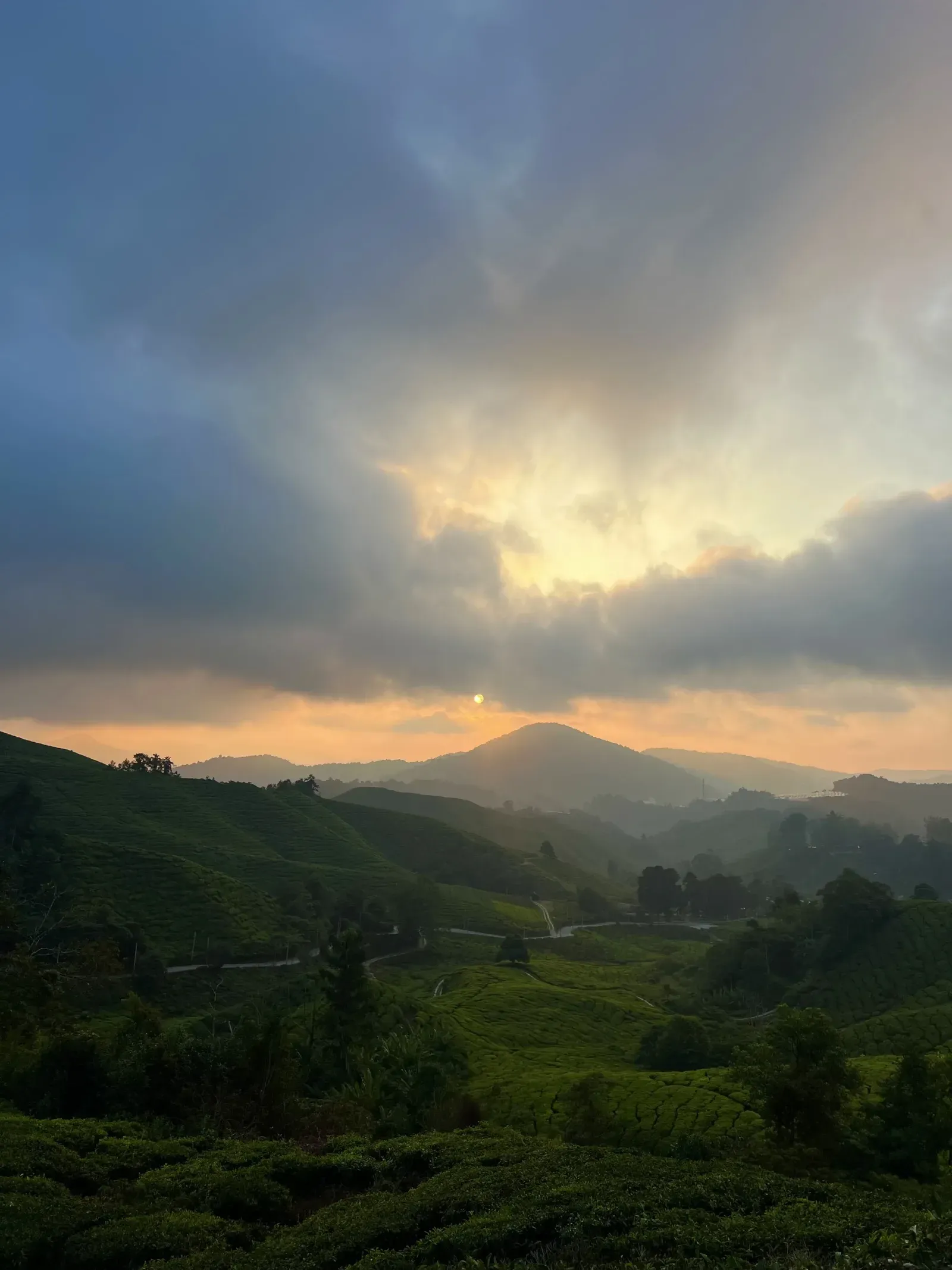 Tea fields with sunset – Sunshine Yoga